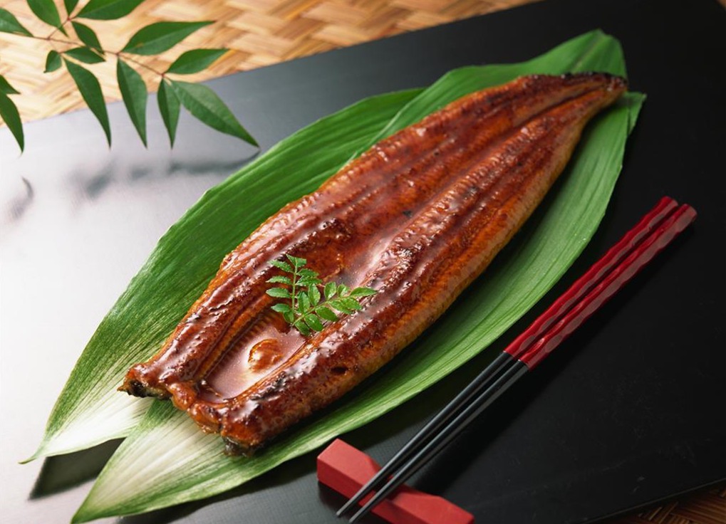 野生鰻魚(yú)和養(yǎng)殖鰻魚(yú)怎么分辨